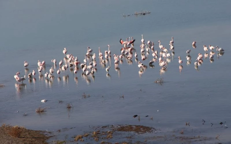 İvriz Baraj Gölü flamingoları ağırlıyor
