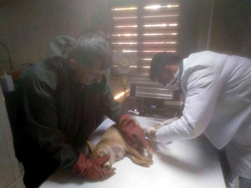 Bitkin halde bulunan tilki tedavisinin ardından doğaya salındı
