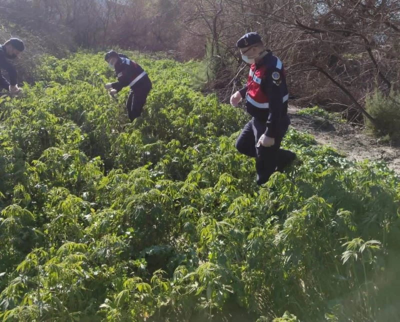 Milas’ta 17 bin 660 kök kenevir ele geçirildi
