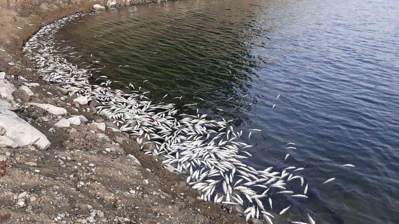 Aslantaş Barajı’nda korkutan tablo... Binlerce ölü balık kıyıya vurdu
