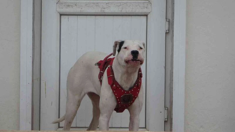 Terasa kilitlenip 5 saat boyunca havlayan köpek öğrencilere ders yaptırmadı
