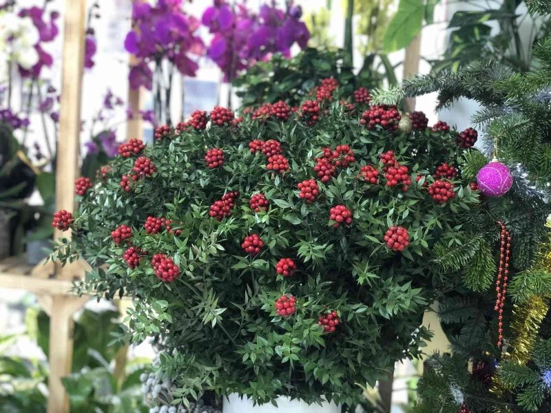 Kokina çiçekleri yılbaşına hazır
