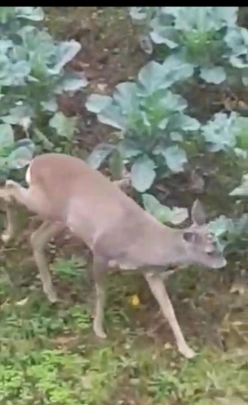 Giresun’da aç kalan karacalar il merkezine indiler
