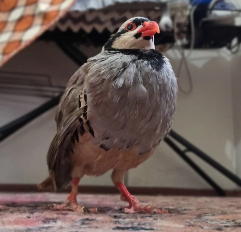 Gözleri görmeyen kınalı kekliğe katarakt ameliyatı
