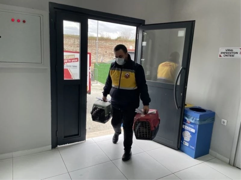 Fatih’te sokak hayvanlarına dört dörtlük bakım
