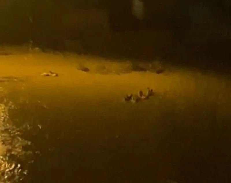 Sele kapılan kazlar kamerada
