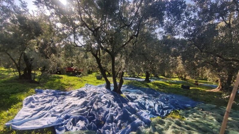 Zeytin toplayan üreticilerin lodosla imtihanı
