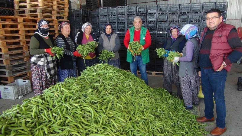 Silifke’den Irak’a bakla ihracatı başladı
