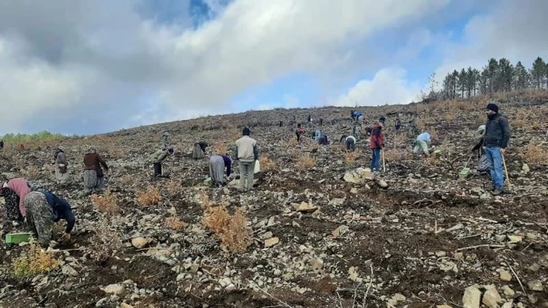 Denizli’de yanan ormanlık alan yeniden yeşilleniyor
