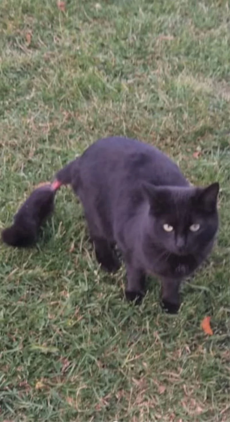 Kedinin kuyruğunu bantladılar
