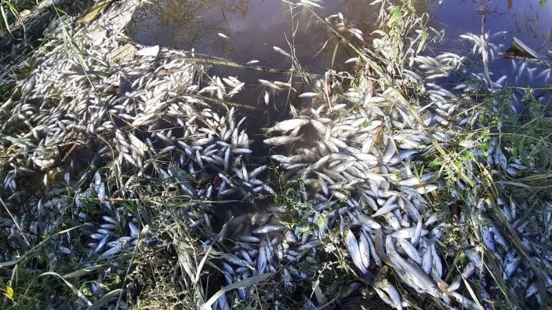 Menderes’te balıklar ölmeye başladı
