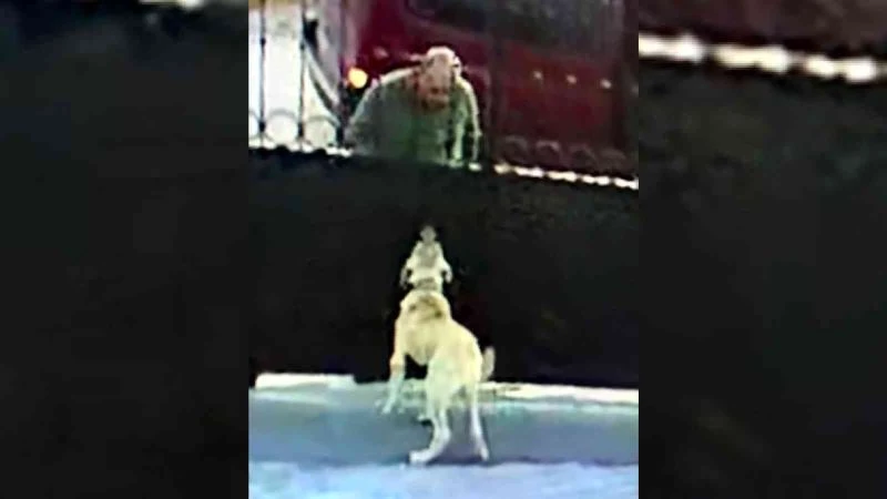 Önce köpeğin saldırganlığını test etti, sonra çaldı
