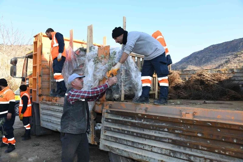 Başkan Altay: “Zeytin üretimi için 2 ilçemizde pilot uygulamaya başladık”
