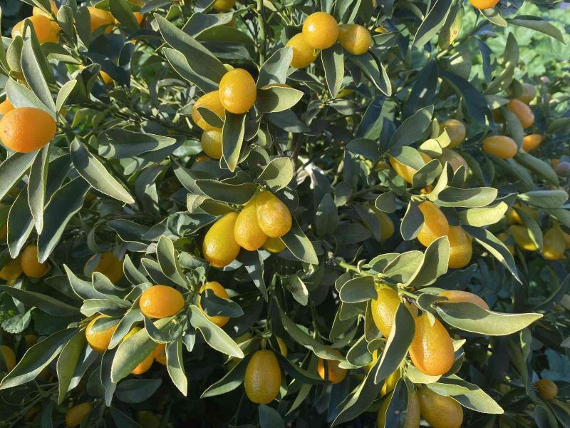 “Altın portakal” kumkuat İzmir’de üretilmeye başlandı
