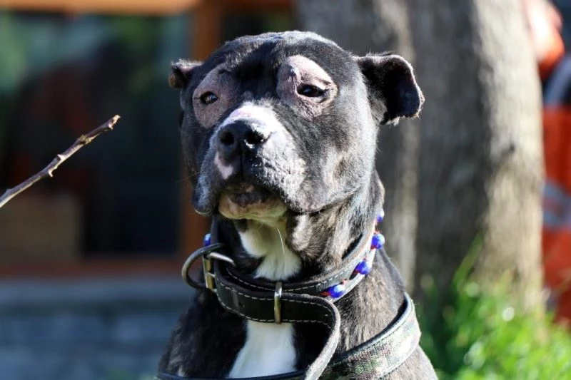 Yasak ırklar için son gün 14 Ocak

