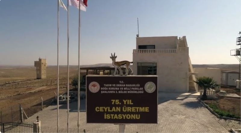 Ceylanlar, 75. Yıl Ceylan Üretme İstasyonu’nda yaşamlarını sürdürüyor
