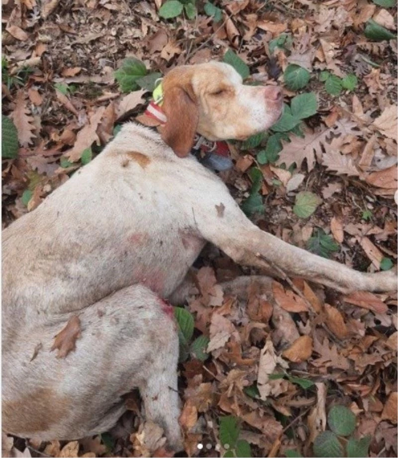 30 metre derinlikten vadiye düşen Boncuk’a kurtarma operasyonu
