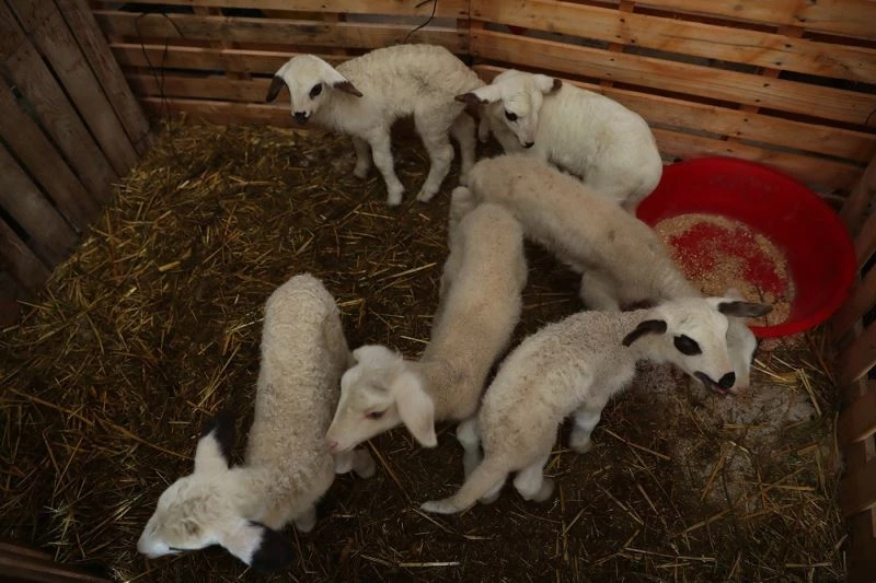 Kadın üreticilere sağlanan küçükbaş hayvan desteği meyvelerini vermeye başladı
