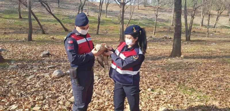 Jandarmadan yaralı şahine şefkat eli
