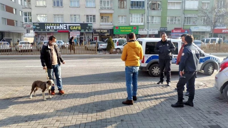 Sokakta başıboş gezen pitbul yakalanarak, barınağa teslim edildi
