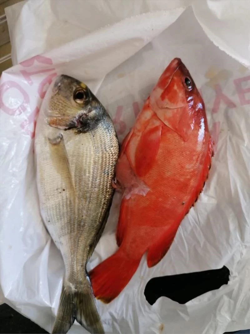 Tropikal suların kırmızı lagos balığı Antalya