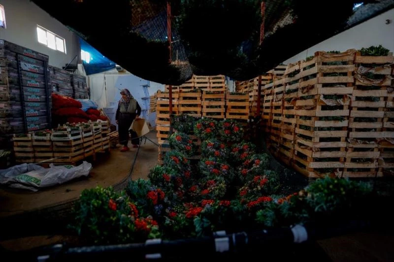 Noel çelengi ihracatından 2 milyon dolar gelir bekleniyor