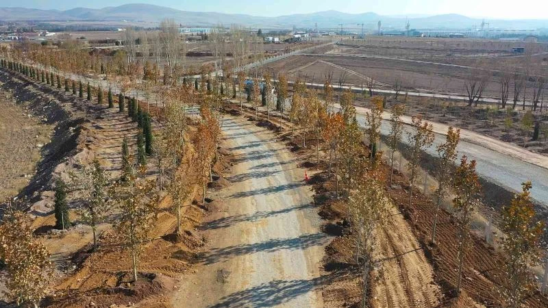 Başkent ağaçlandırılıyor: hedef Yaza kadar 70 bin ağaç 