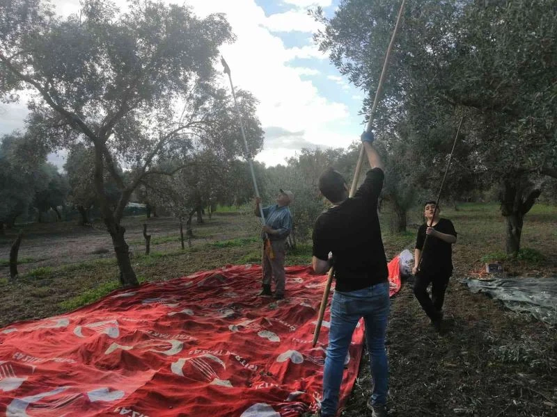 Aydın genelindeki yağışlar zeytin üreticisini sevindirdi
