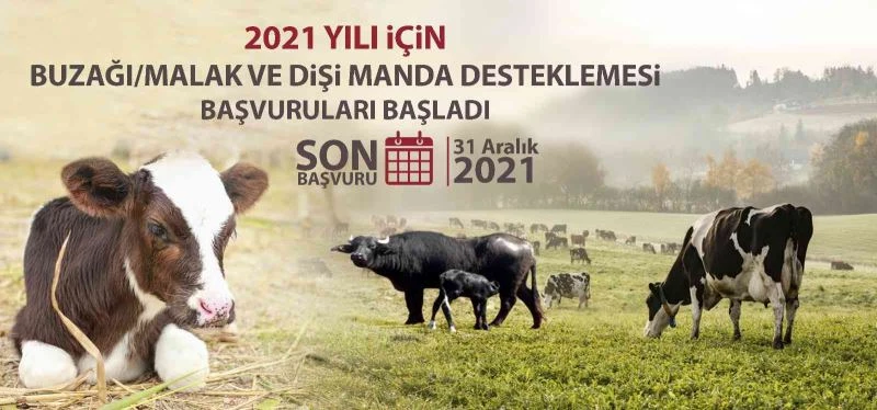 Malak ve dişi manda destekleme başvuruları başladı
