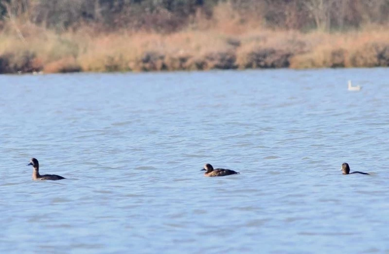11 yıl sonra Hersek lagününde görüntülendi
