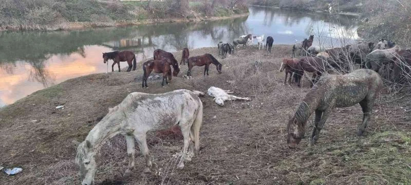 ’Nehir kenarında at kesiliyor’ ihbarı jandarmayı harekete geçirdi
