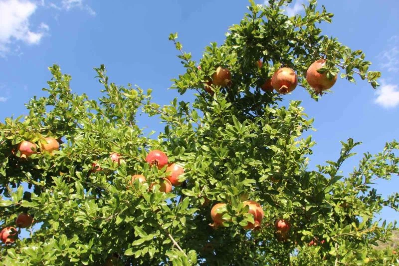 8 ay tazeliğini koruyan Zivzik narından ülke ekonomisine 40 milyon lira gelir bekleniyor
