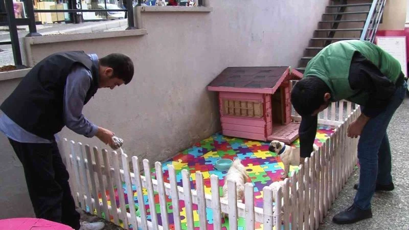 2 engelli kardeş kazandıklarını sokak hayvanları için harcıyor