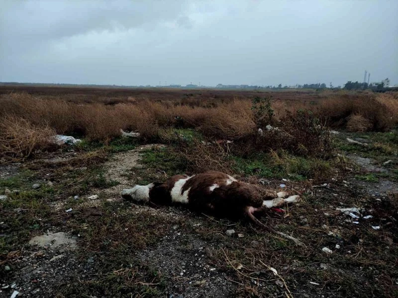 Kuş cennetinde ayakları bağlı ölü buzağı bulundu
