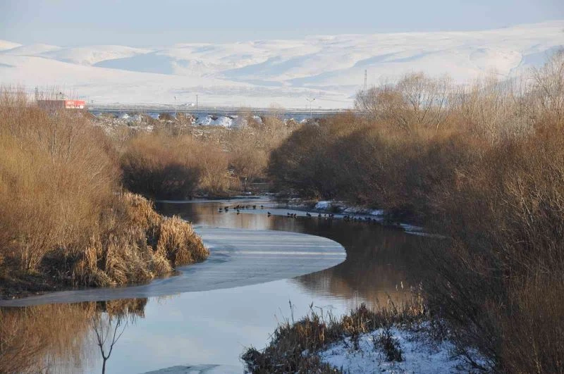 Yeşilbaş ördekler kampüs içindeki çayı mesken tuttu
