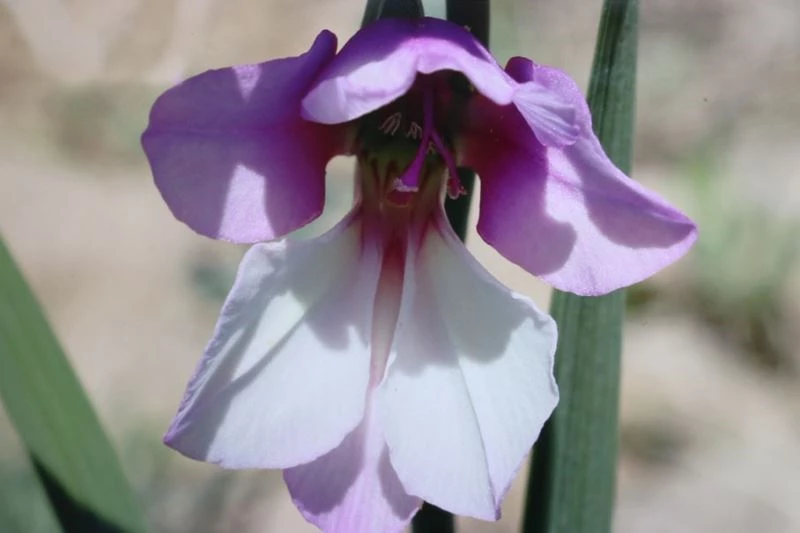 Keşfedilen bitki türüne İzzet Baysal’ın ismi verildi

