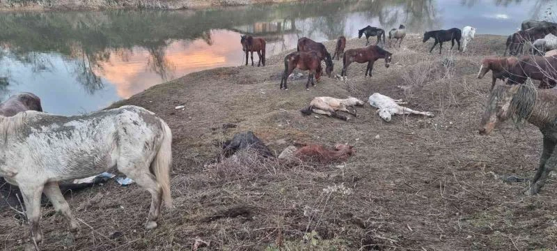 Nehir kenarında kesilmekten kurtarılmışlardı, 4’ü telef oldu
