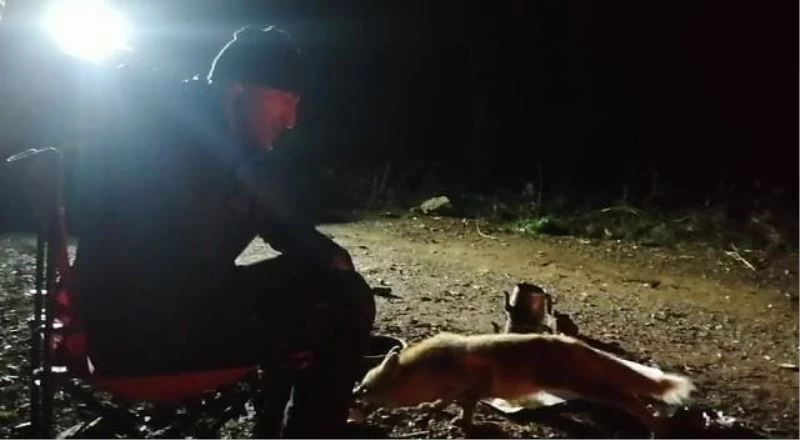 Kamp atıp piknik yaparken yanlarına yanaşan Tilkiyi elleriyle beslediler
