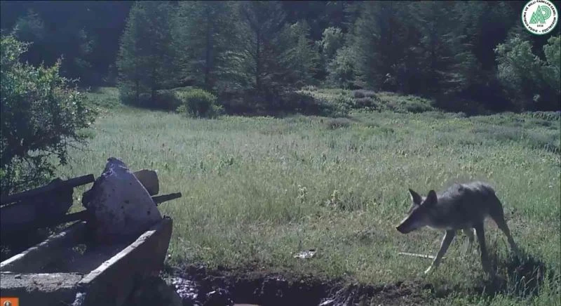 Yaban hayatı foto kapana yansıdı
