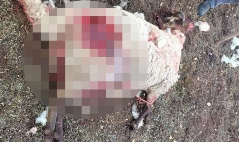 Aç kalan kurt, girdiği merada koyun sürüsüne saldırdı
