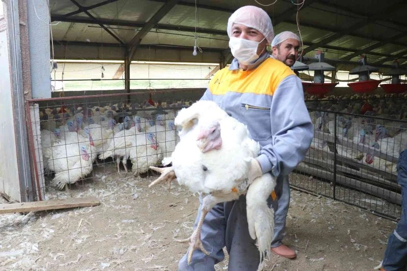 Yılbaşı hindileri sofralarda yerini almaya hazırlanıyor
