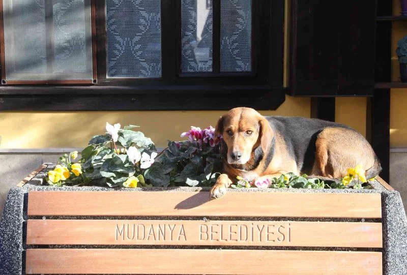 Girit Mahallesi peyzaj çalışmalarıyla renkleniyor
