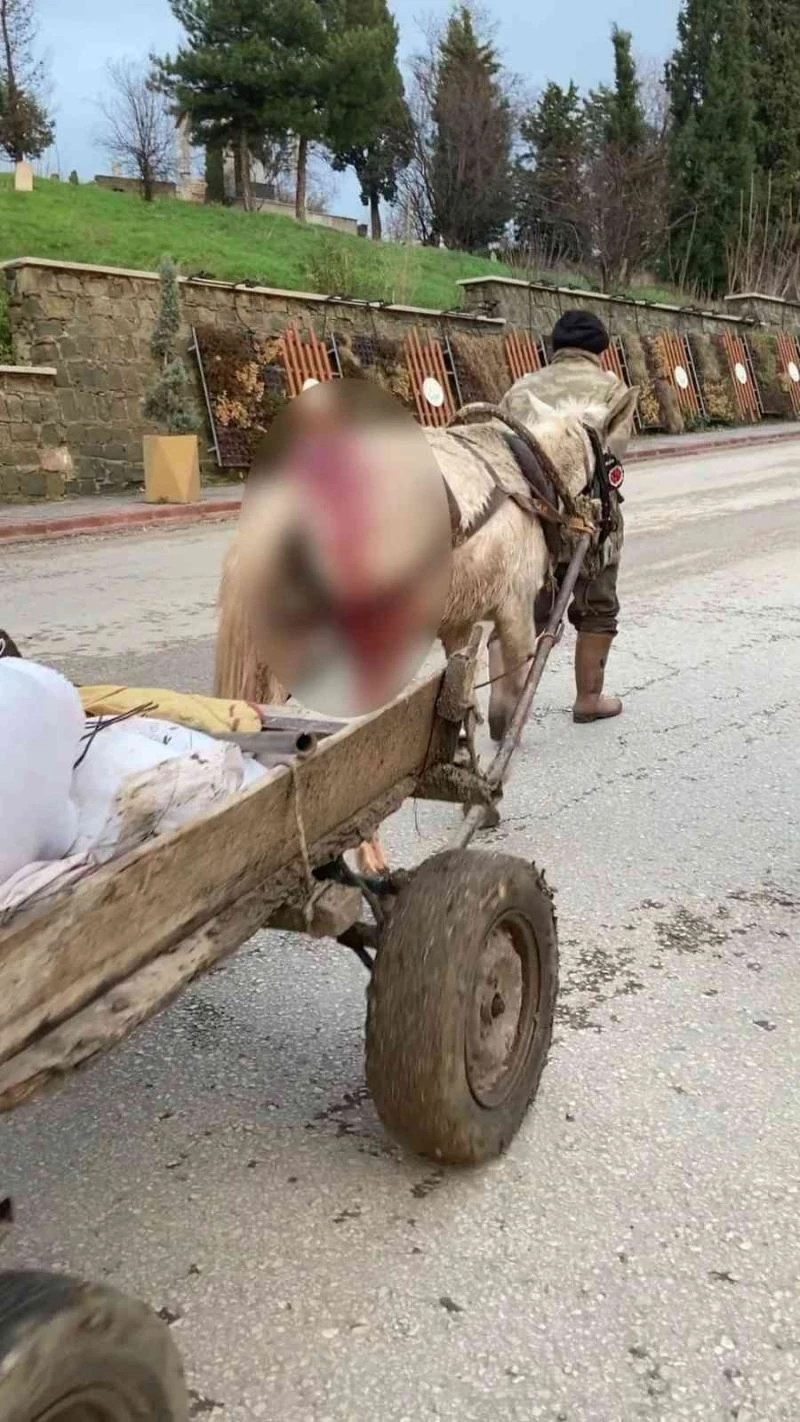 Yaralı haldeki at yük arabasını çekmekte zorlandı, vatandaşlar tepki gösterdi
