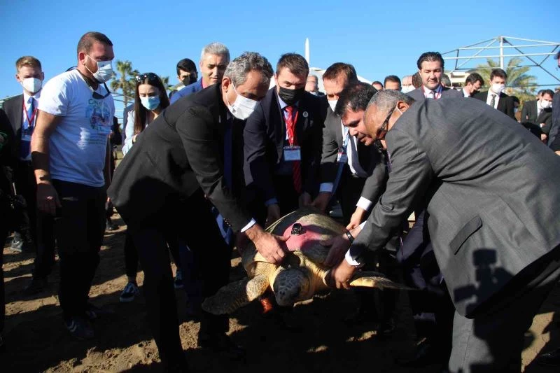 Bakan Kurum ve Özer tedavisi tamamlanan 2 caretta carettayı denize bıraktı
