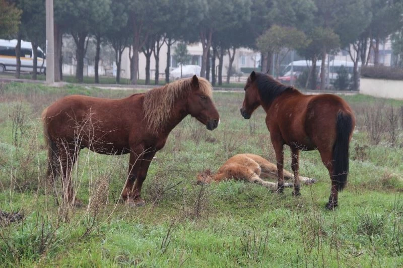 Yılkı atlarından halsiz düşen taya sadakat
