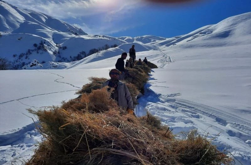 Hayvanlar için dağlardan kızaklarla ot taşıyorlar
