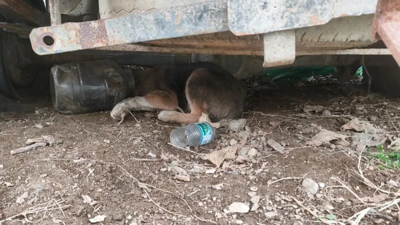 Kafasına bidon sıkışan yavru köpeği itfaiye kurtardı

