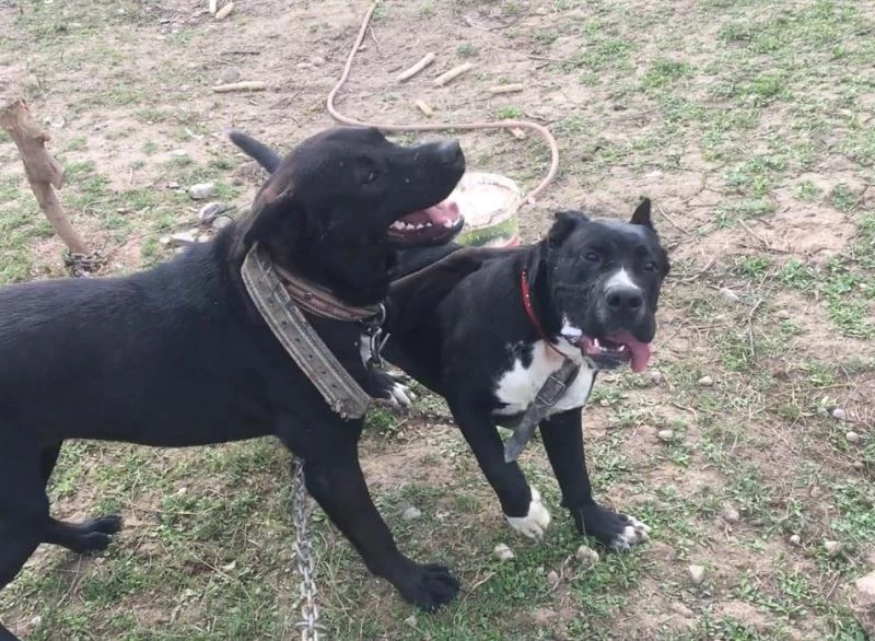 800 tavuğa bekçilik eden köpeğini dere kenarında silahla vurulmuş halde buldu
