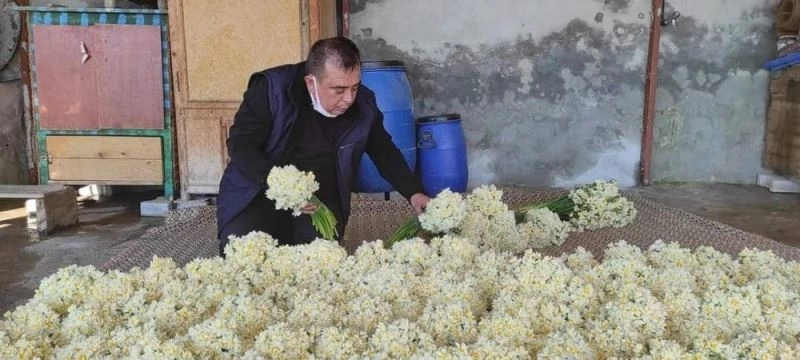 Nergis üreticisini güldürüyor
