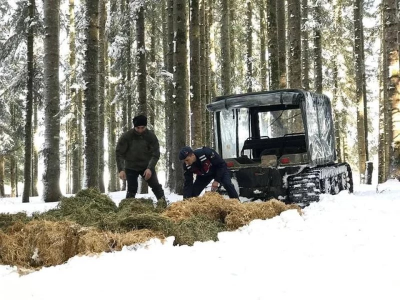 Jandarma ve Doğa Koruma ekipleri yaban hayvanlarını yemledi
